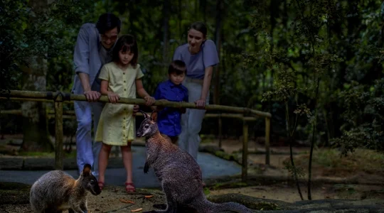 ナイトサファリ